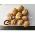 Wholesale Healthy Snack Export Chinese Walnut Paperture Shell Walnut